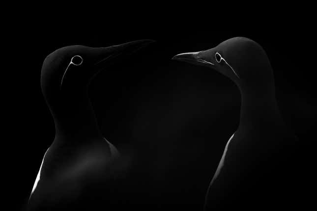 Image for article titled Epic and intimate glimpses of nature from the Sony World Photography Awards