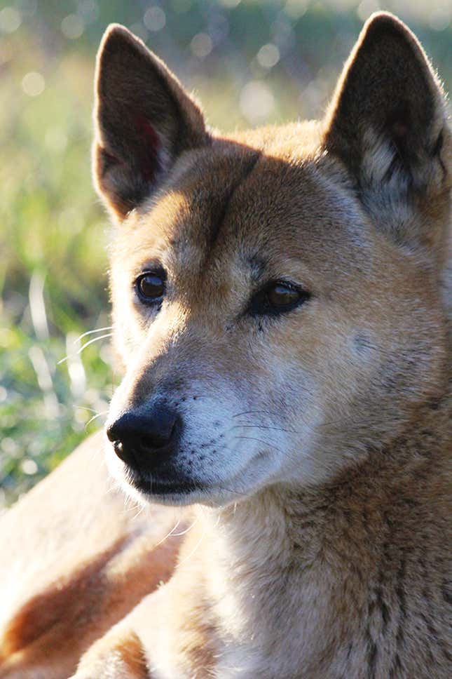 A New Guinea singing dog. 