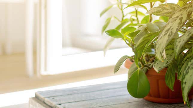 The 7 Deadly Sins of Owning Houseplants