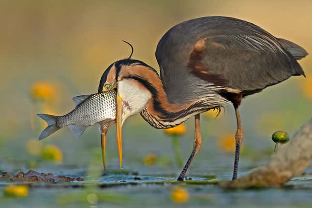 A purple heron eating a large carp.