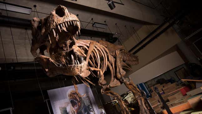 Foto de Scotty, uno de los esqueletos de tiranosaurio más grandes que se conservan