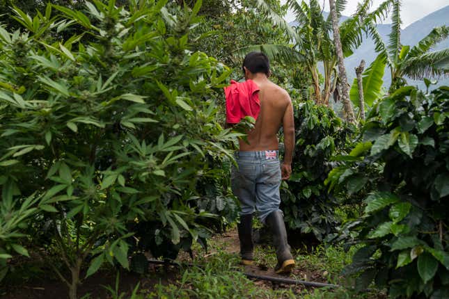 Though pot farming has not been a boon for Toribío, it’s enough for locals to feed their families.