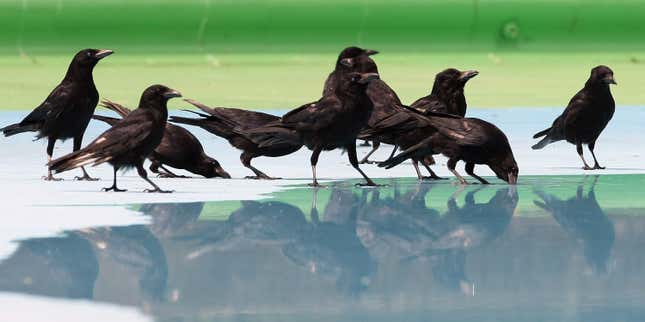 Nine crows standing by or drinking from a wading pool.