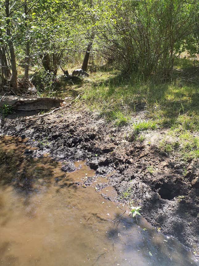 Photo of trampled and rutted stream bank