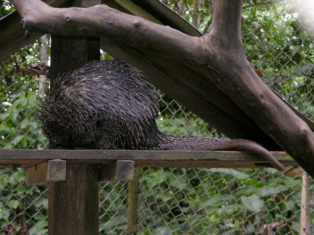 A prehensile-tailed porcupine