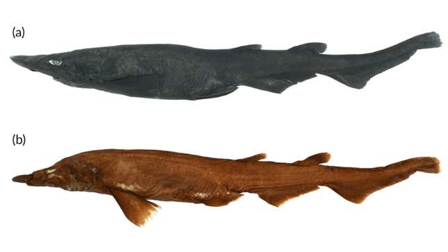 A view of an adult female Aspiritus ovicorrugatus with a length of about 1.5 feet (0.46 meters). The top image is a fresh sample, while the bottom is a preserved sample. 