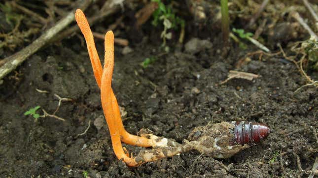 Imagen para el artículo titulado Los científicos descubrieron cómo cultivar hongos parásitos aterradores en el laboratorio