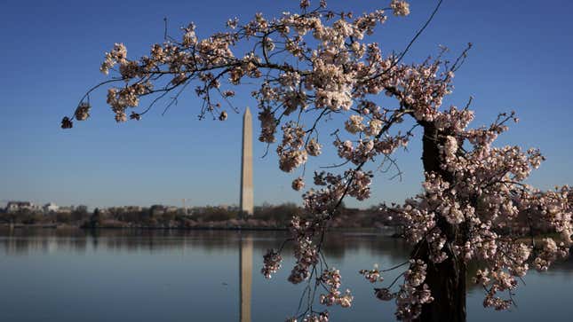 Photo of cherry blossoms on National Mall