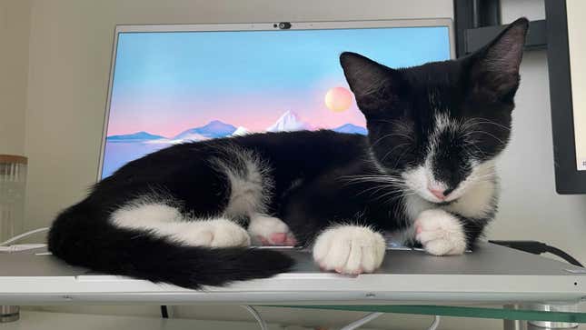 A black-and-white cat laying on a laptop.