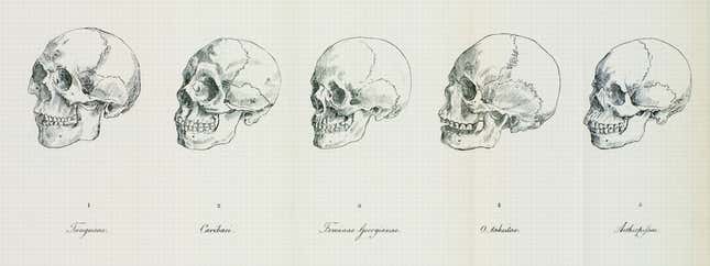 An illustration of skulls in Blumenbach’s work describing five supposed “races.”
