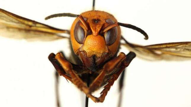 Se necesita algo más que un traje especial para cazar avispones gigantes asesinos en plena selva