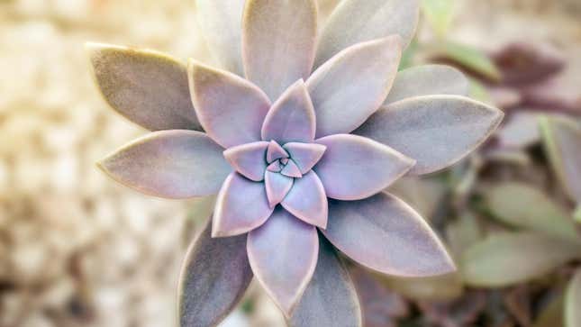 Image for article titled Plant These Succulents to Attract Pollinators to Your Garden