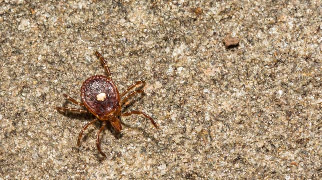 The Lone Star tick (Amblyomma americanum) is known to spread several infectious diseases, including the Heartland virus.
