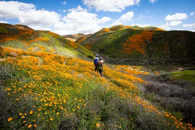 Image for article titled California’s colorful super blooms, in pictures