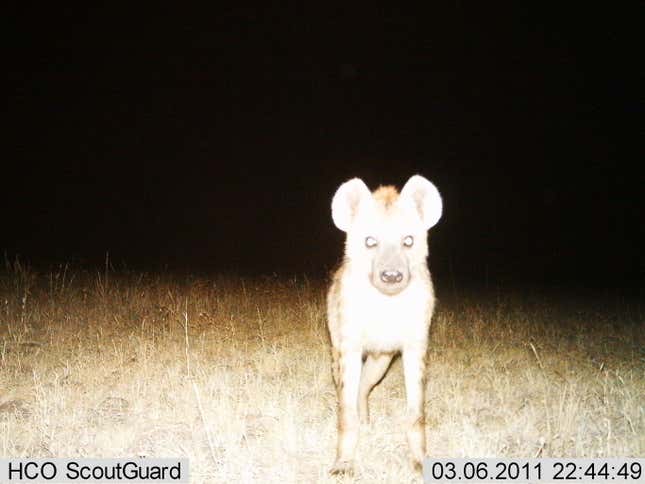 Image for article titled Photos: The secret lives of the Serengeti’s most elusive wild animals