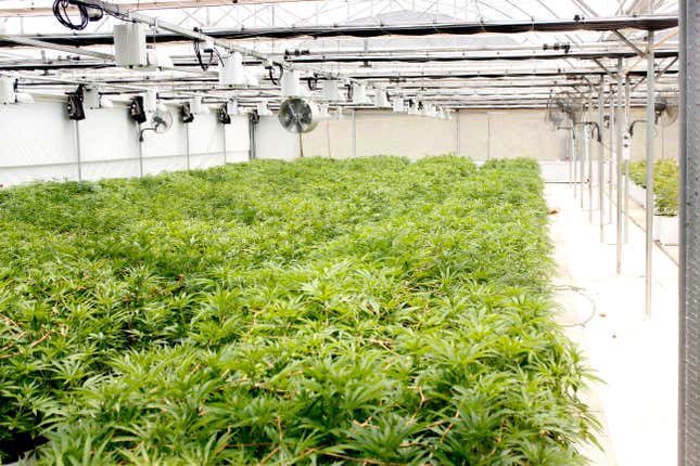 Cannabis in the grow tents at Medigrow