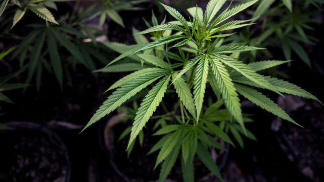 Amazon quiere legalizar la marihuana