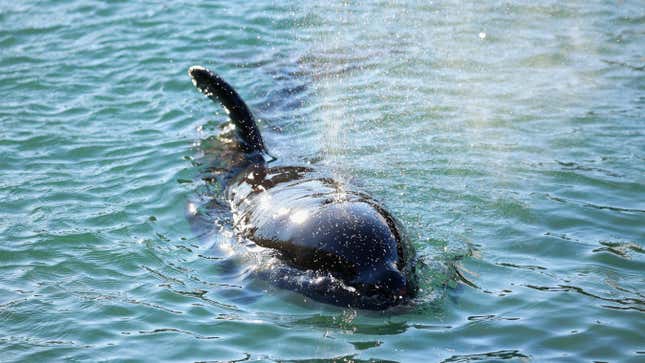 A orca breaching out of vibrant blue water, blowing water out of its blow hole. 