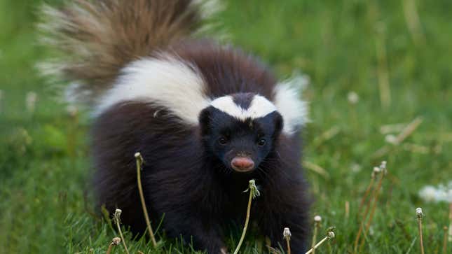 Image for article titled Skunk Forced To Bluff Way Through Encounter With Dog After Realizing There’s Nothing Left In Chamber