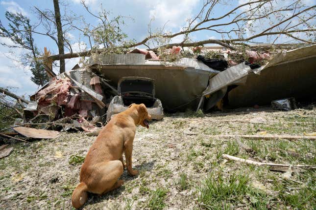 A family dog sits in front of what is left of its home following an apparent Sunday night tornado that swept through the small community of Louin, Mississippi, on June 19, 2023.