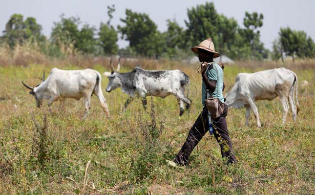 A Fulani herdsman walks past grazing cattle in Paiko, Nigeria Nov. 27, 2018. Picture