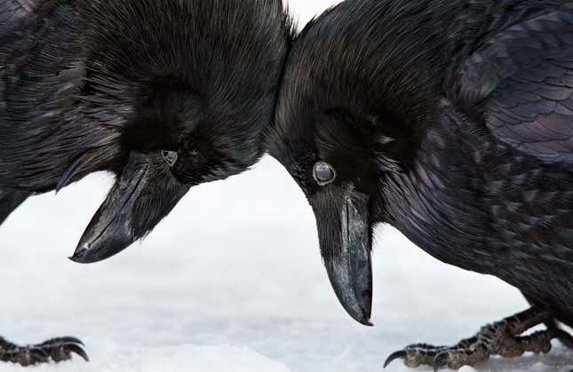 Image for article titled Photos: The beautiful birds that may soon be lost to climate change