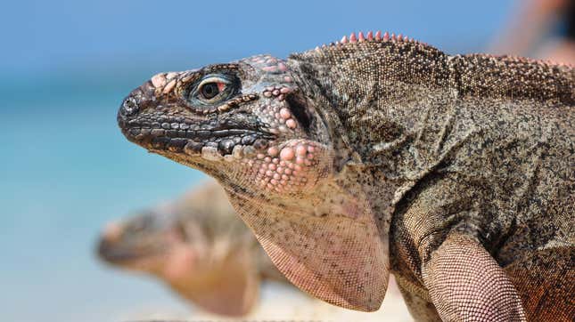 Imagen para el artículo titulado Los turistas que alimentan a las iguanas de Bahamas les están provocando diabetes
