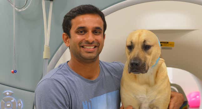 Imagen para el artículo titulado Un nuevo estudio arroja luz sobre cómo piensan los perros
