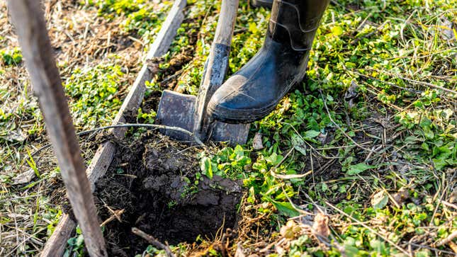 Image for article titled How to Improve Your Garden Soil Quality Over the Winter