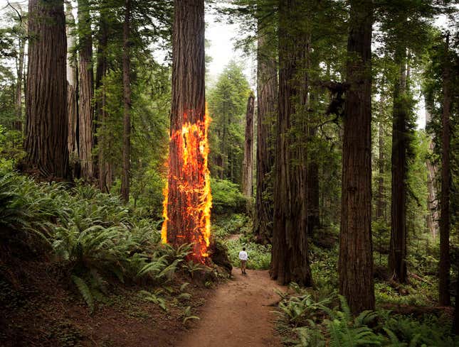 Image for article titled California Redwood Self-Immolates To Protest Climate Change