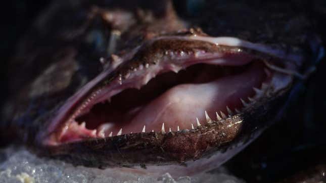 Open-mouthed monkfish