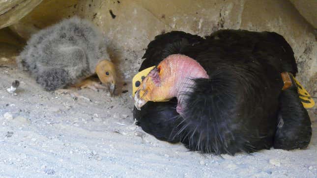 An adult condor and a chick.