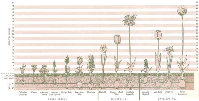 Bloom calendar for planting spring bulbs (also known as fall planted bulbs).