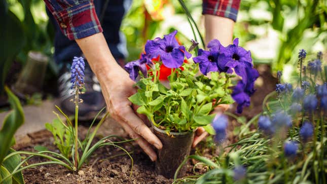 Woman potting flowers into ground