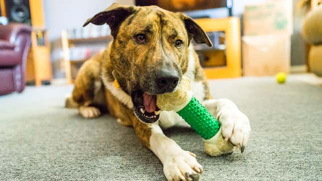 Image for article titled Signs It’s Time To Rehome Your Dog