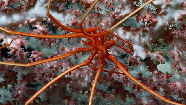 Photo of an orange-red sea spider