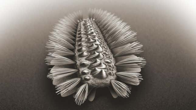 An illustration of a cigar-shaped worm, with bristles on its sides.