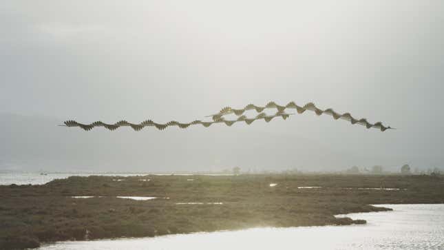 Greater flamingo, Ebro delta, Catalonia