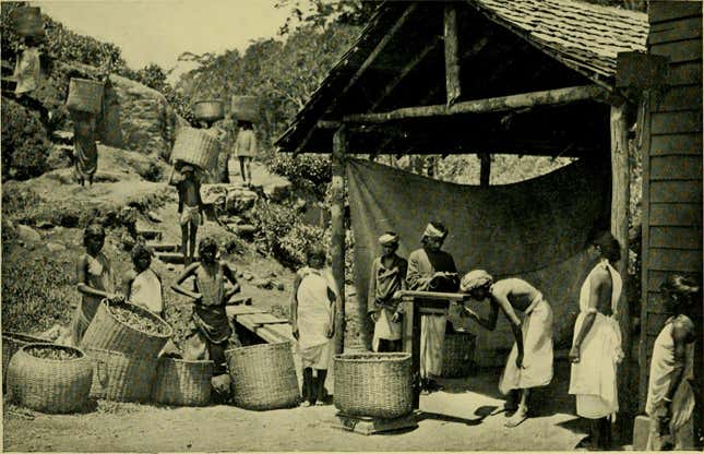 Newly immigrated tea garden labourers at work in colonial Assam.