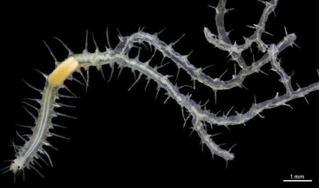 Este gusano ramificado (Ramisyllis multicaudata) fue disecado de su esponja huésped. Su única cabeza es visible en la parte inferior izquierda.