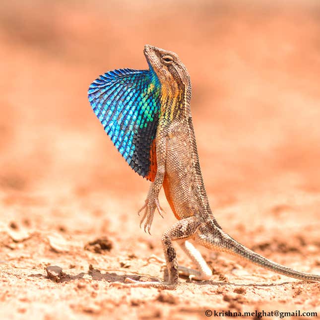 A fan-throated lizard.