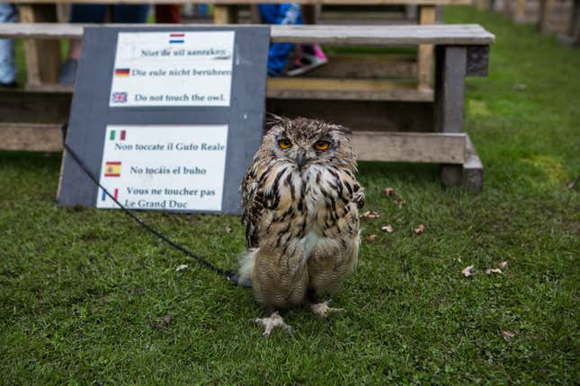 An owl stands for photos at the Dunrobin Castle, where hawk demonstrations are put on twice a day for tourists.