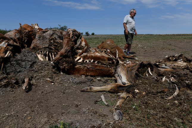 A farmer stands near the corpses of cows that died in his fields in Santa Fe Province, Argentina, on January 18, 2023. 