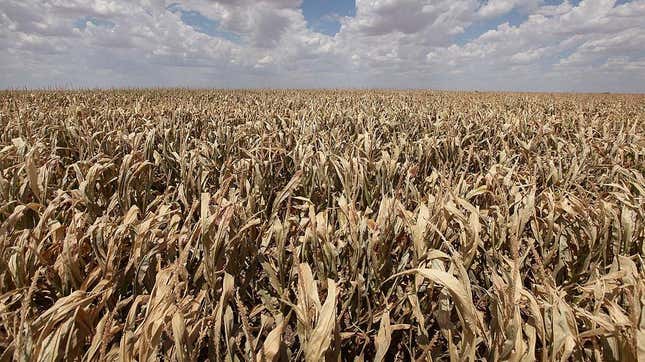 Dried-up corn during a 2011 drought in near Perryton, Texas.