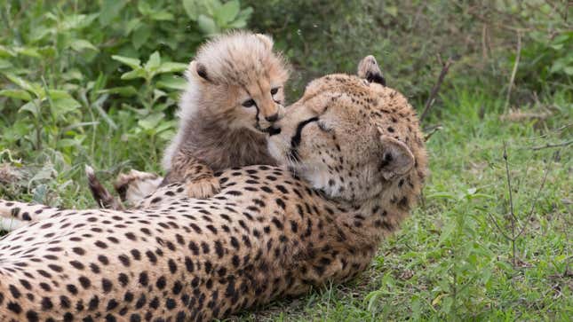 Image for article titled 12 of the Best Parenting Lessons We Can Learn From Animals