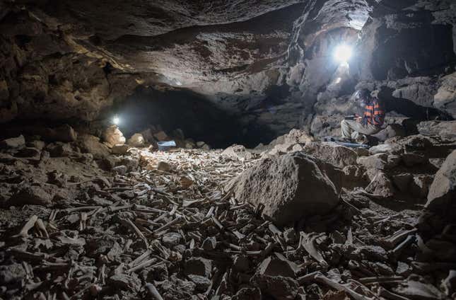 A researcher sits next to a massive bone bed in a Saudi cave.