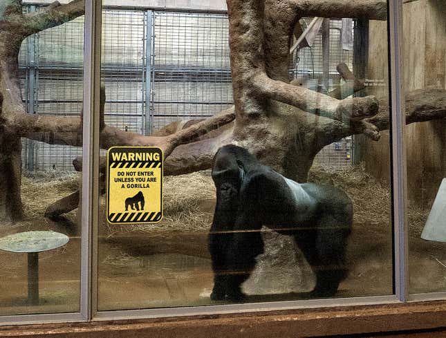 Image for article titled Sign Warns Visitors Not To Enter Gorilla Habitat Unless They Also Gorilla