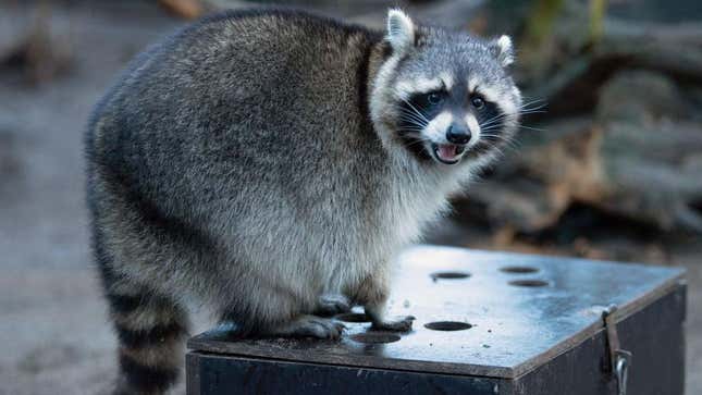 A raccoon hears the good news about a new dining option.