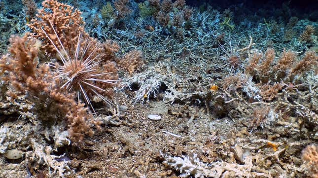 Photo of sea urchin and coral