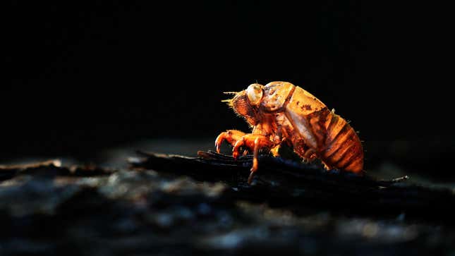 Image for article titled Eat the Cicadas, You Cowards